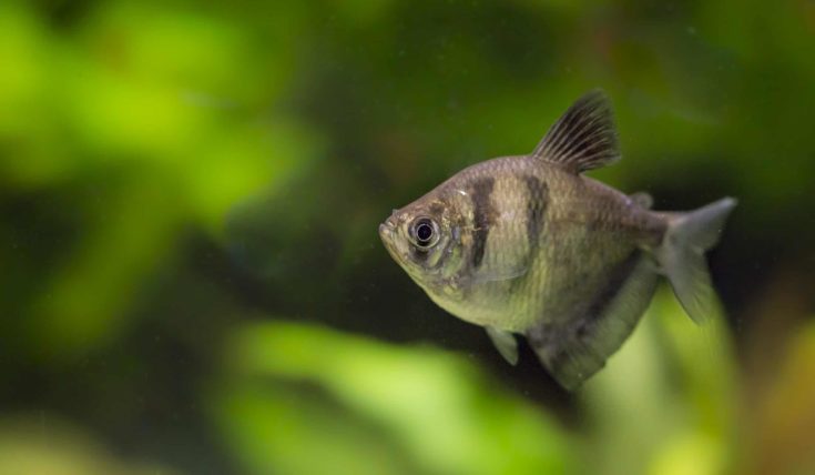 Gymnocorymbus ternetzi. Tropische Fische schwimmen im Aquarium, the best photo