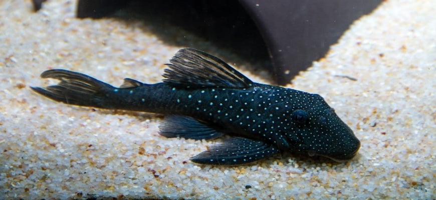 Blue Phantom Pleco swimming at the bottom with substrate