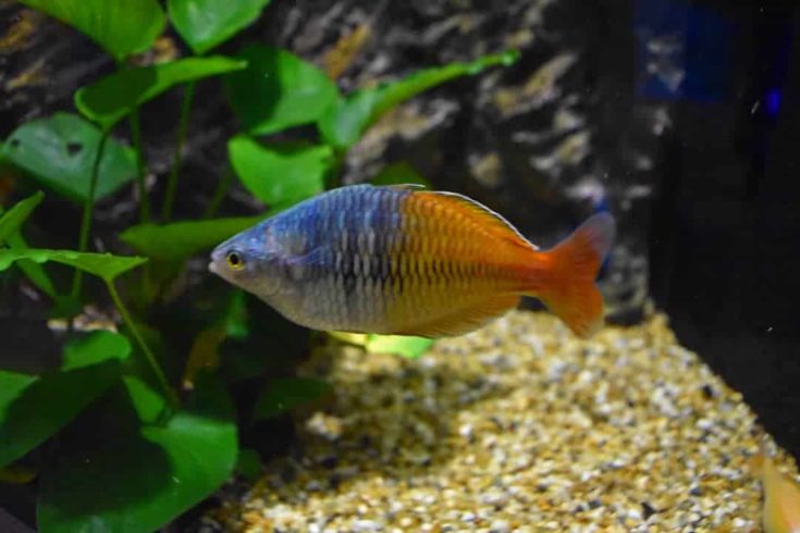 Boeseman’s Rainbow Fish (Melanotaenia Boesemani)