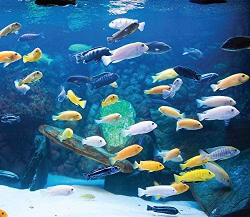 Cichlids freely swim inside aquarium.