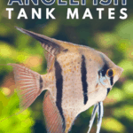 Compatibility Guide for Angelfish Tank Mates - Pin