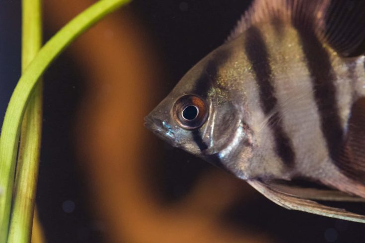 Close up image of an angel fish in an aquarium.