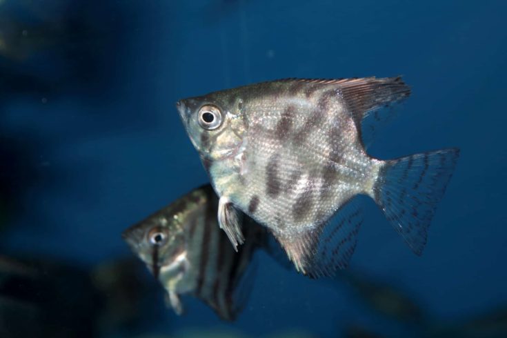 Altum Angelfish - freshwater aquarium fish