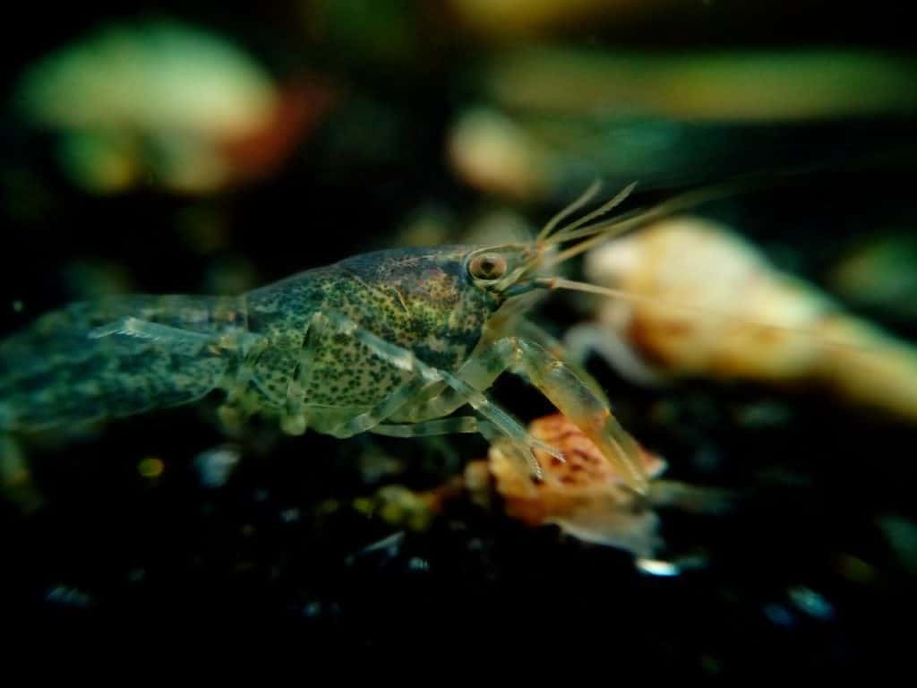 Dwarf Crayfish (Cambarellus)
