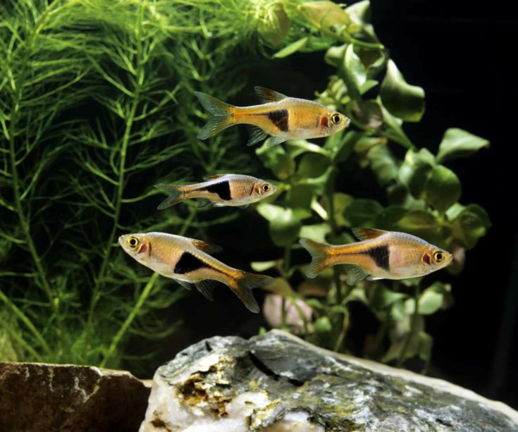 Harlequin Rasbora, rasbora heteromorpha, Aquarium Fishes