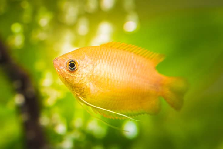 Honey gourami Trichogaster chuna tropical aquarium fish in fish tank. aquaria concept