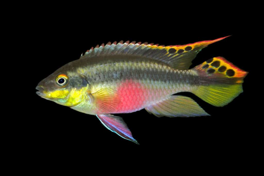 Colorful kribensis or purple cichlid (Pelvicachromis pulcher) isolated on black