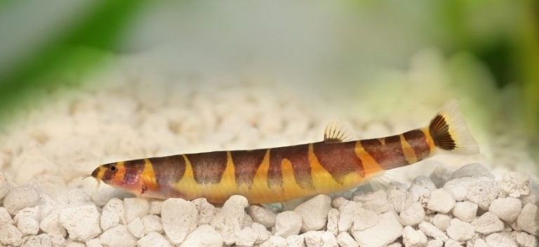 Kuhli Loach gliding at white stones