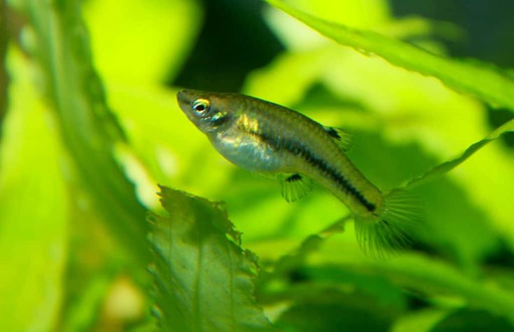 Least Killifish (Heterandria Formosa)