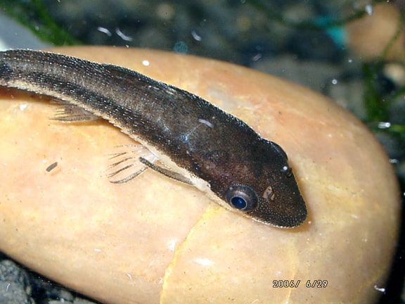Otocinclus Catfish (Paracheirodon innesi)