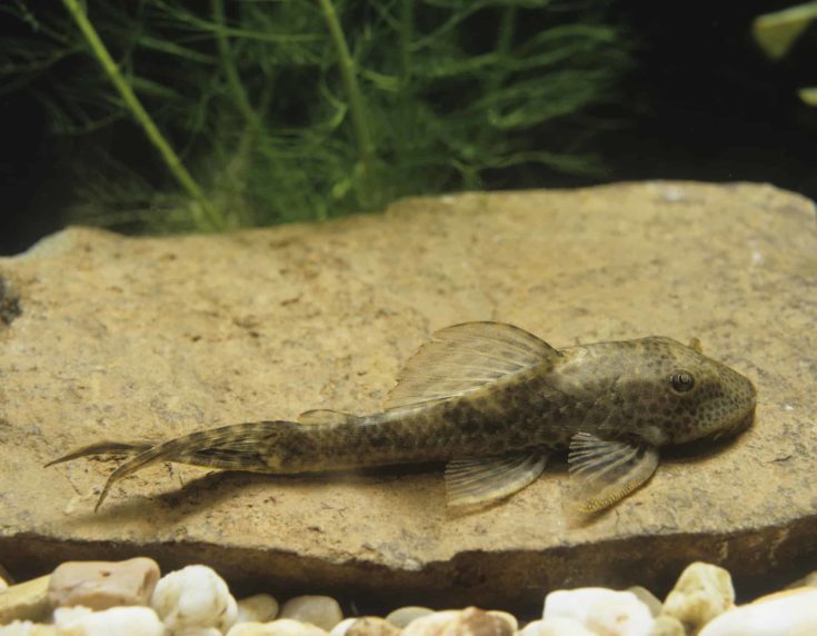 Common Pleco, hypostomus punctatus, Aquarium Fish
