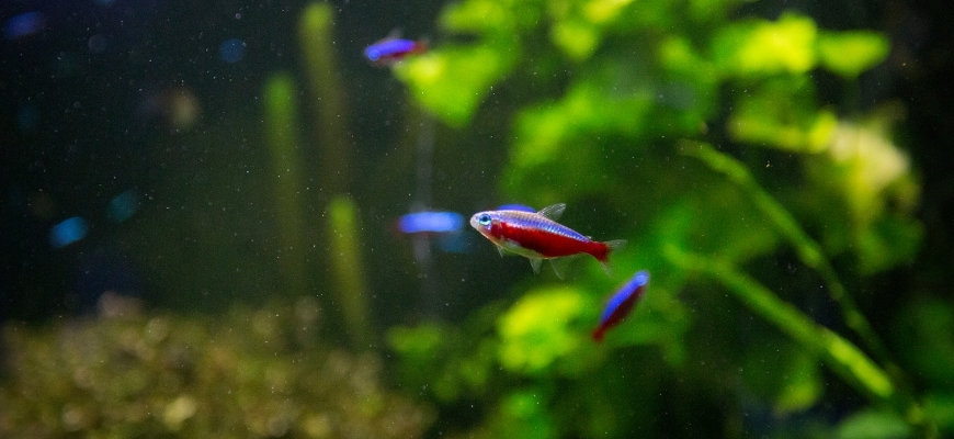 Best Fish For A 20-Gallon Tank And How Many Can You Fit