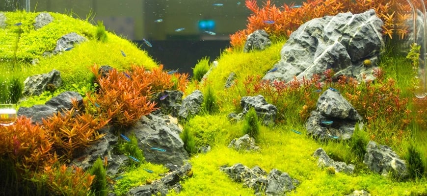 Fishes swimming in aquarium with plants
