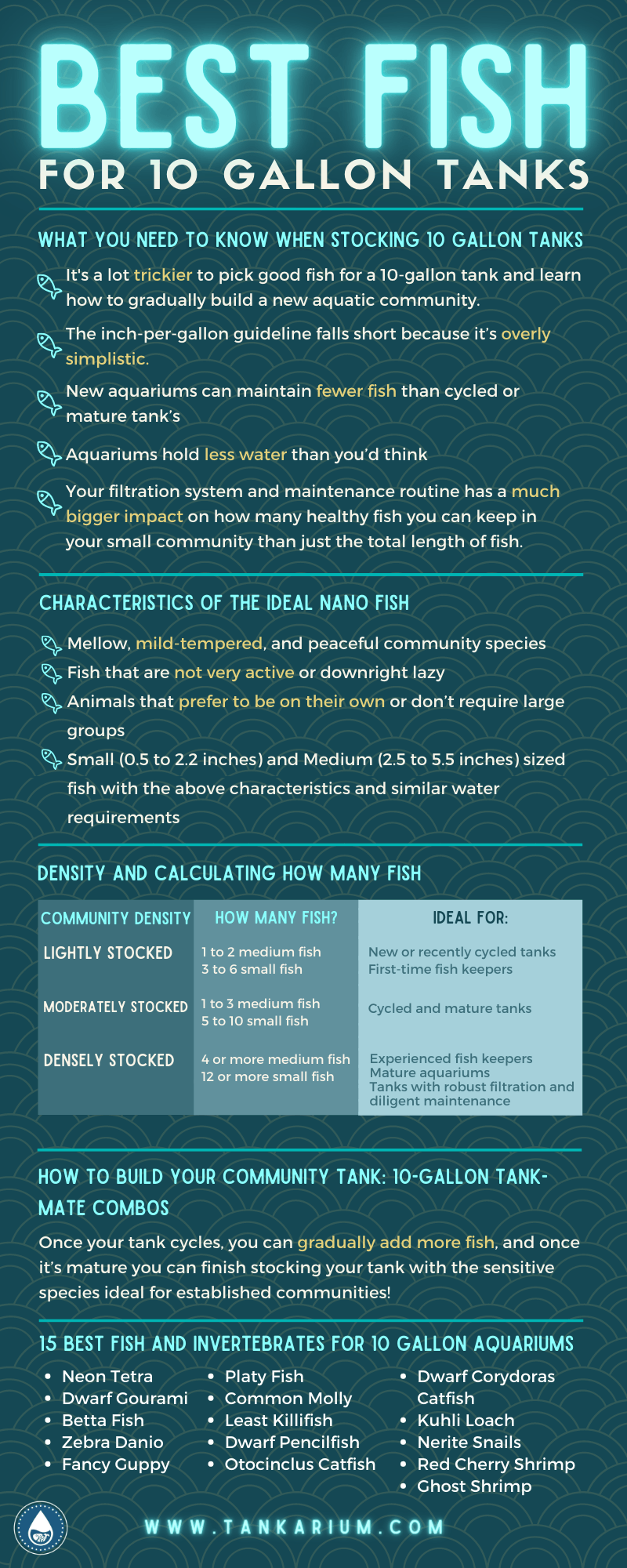 Best Fish for 10 Gallon Tanks - Infographic