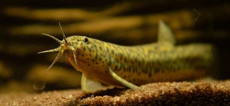 Dojo Loach gliding on substrate.