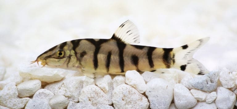 Yoyo Loach at the top of white substrate