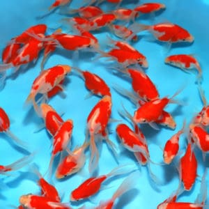 Tamasaba Goldfish swimming in water