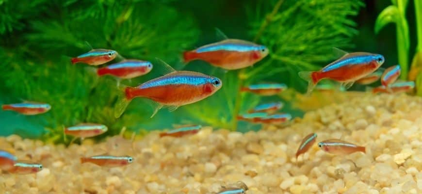 Cardinal Tetras swimming with green plants and pebbles