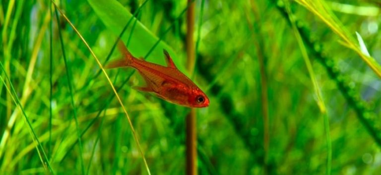 Ember Tetra swimming in green background
