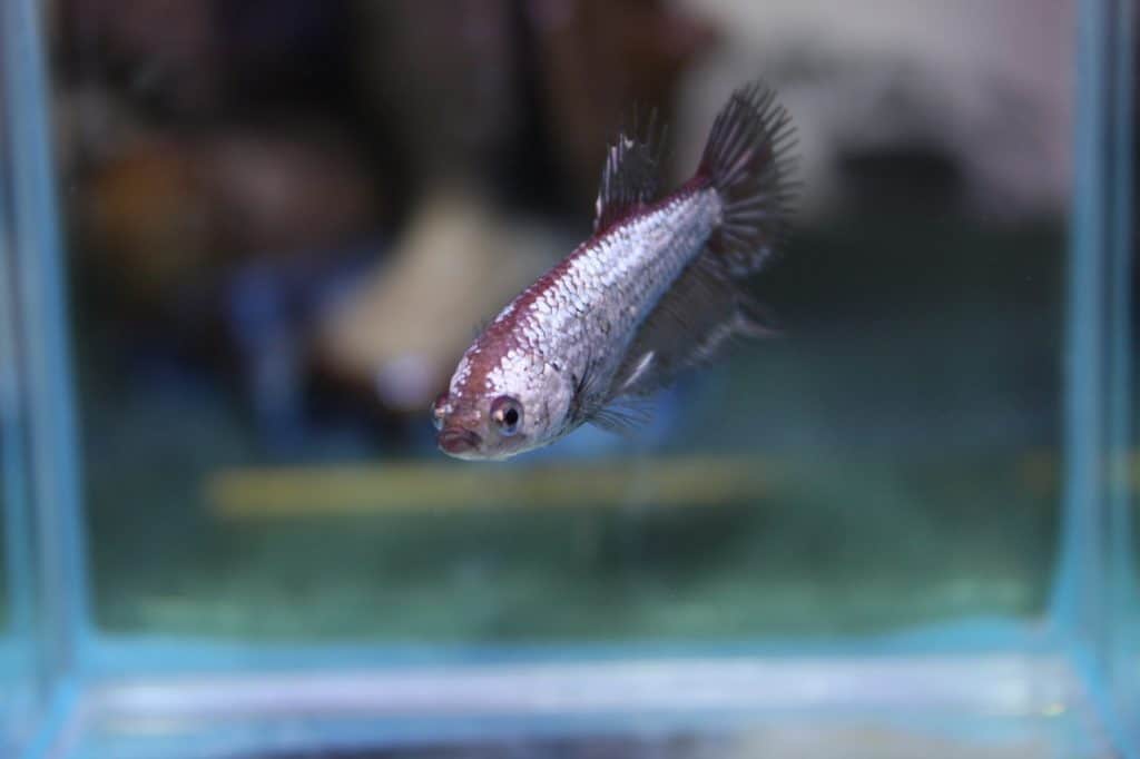 Female betta fish swimming