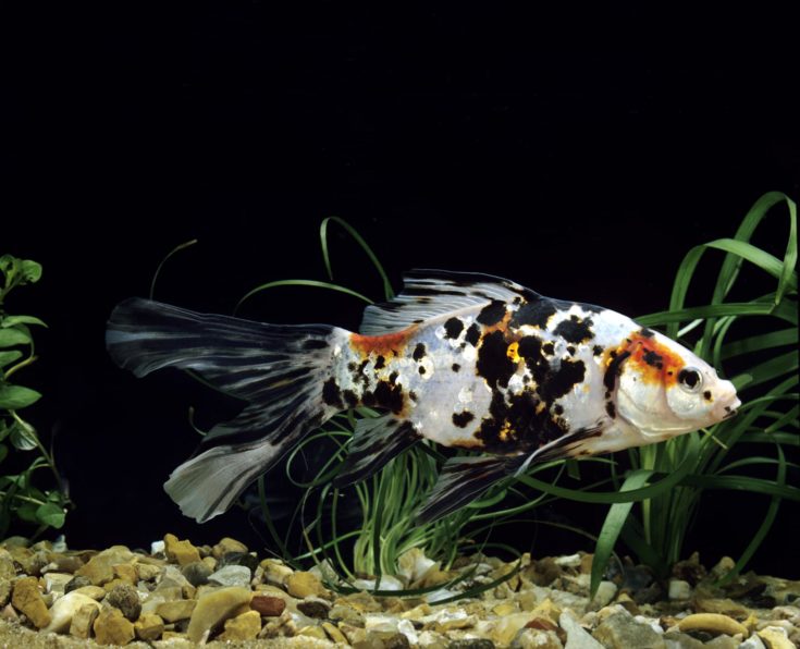 Shubunkin Goldfish, carassius auratus, Aquarium Fish
