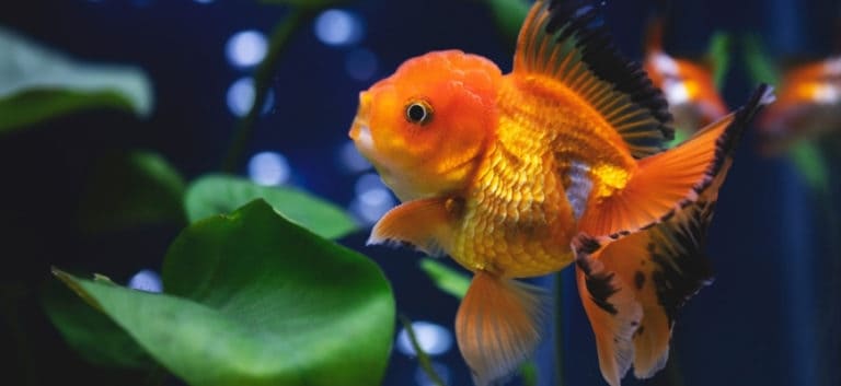 Large Oranda Goldfish in aquarium