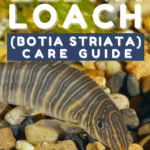 Zebra Loach (Botia striata) – Care Guide - pin