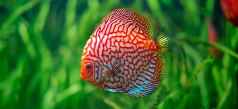 Discus fish inside tank