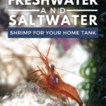 23 Types of Freshwater and Saltwater Shrimp For Your Home Tank - Pin