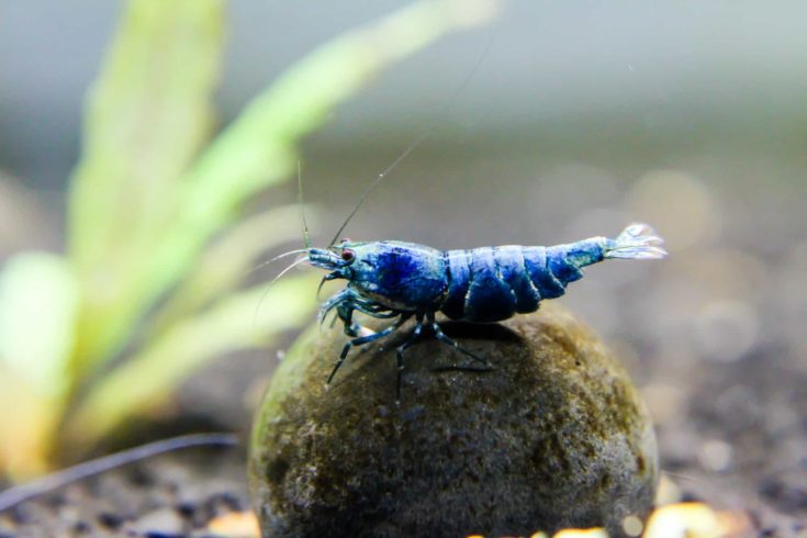 Blue bolt shrimp(Caridina cantonensis) variation of bee shrimp by selective breed