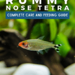 Brilliant Rummy Nose Tetra: Complete Care and Feeding Guide - pin