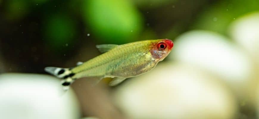 Rummy Nose Tetra in blurry background