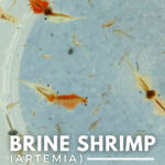 Brine Shrimp (Artemia) - Feeding, Life Cycle, and Care Guide - pin