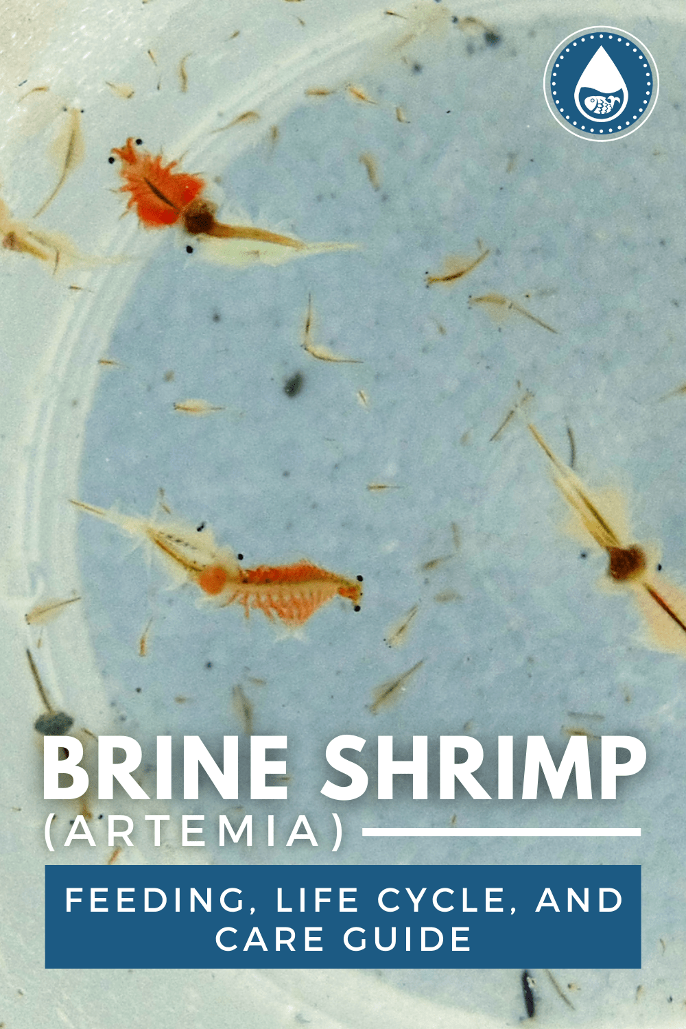 Brine Shrimp Artemia Feeding Life Cycle And Care Guide | Hot Sex Picture