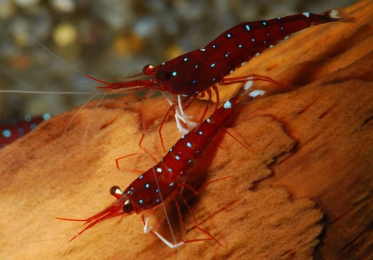 Two Cardinal Shrimp on the wood
