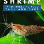 Freshwater Shrimp - Types, Breeding, Food, Tank, and Care - pin
