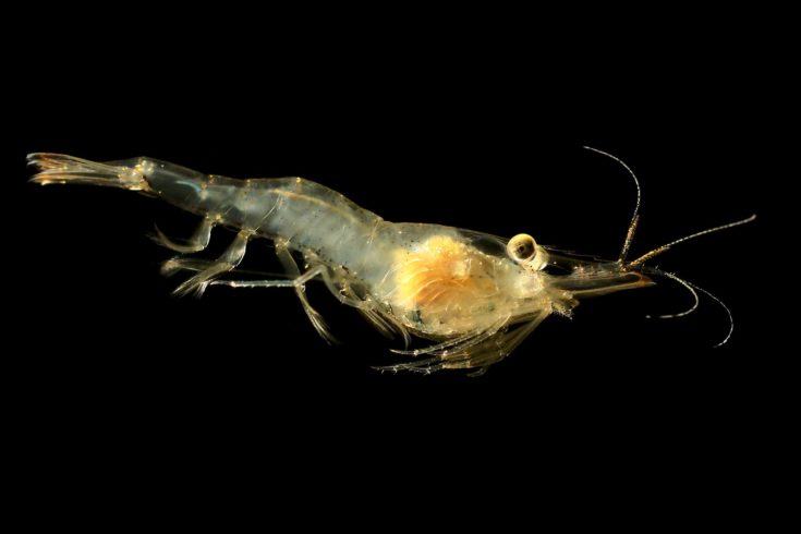 Freshwater Ghost Shrimp or Glass Shrimp