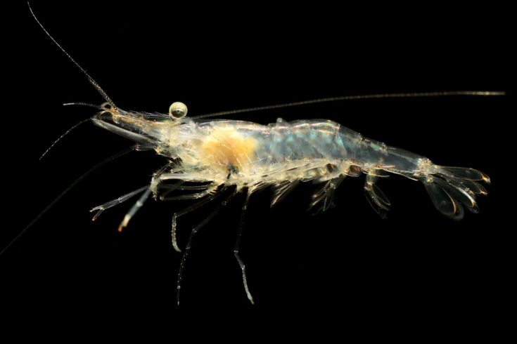 Freshwater Ghost Shrimp or Glass Shrimp