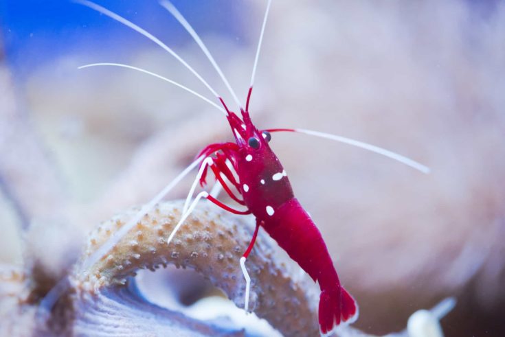 red marine shrimp Lysmata debelius