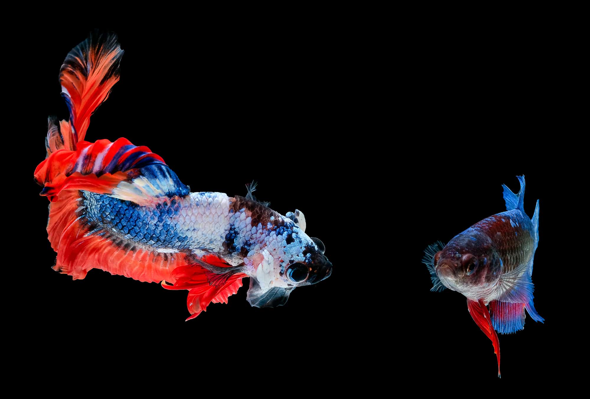 Male and Female betta fish