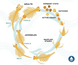 Brine Shrimp (Artemia) - Feeding, Life Cycle And Care Guide - Feeding Live Brine Shrimp Cysts To Saltwater Fish