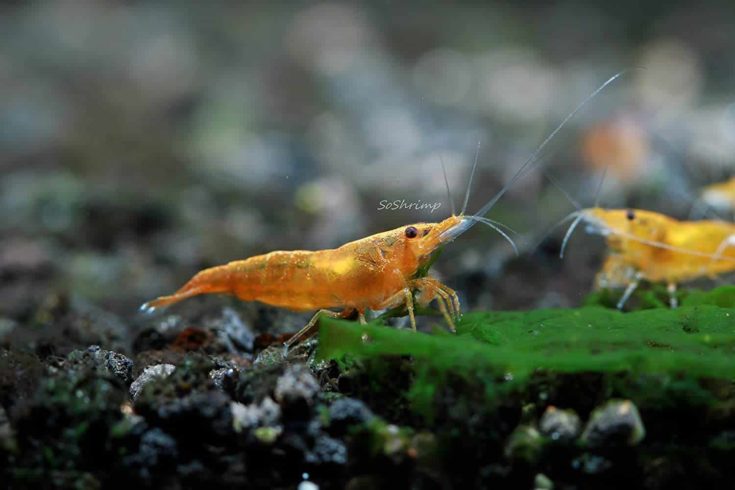 Orange Sunkist Shrimp Live Freshwater Aquarium Shrimp
