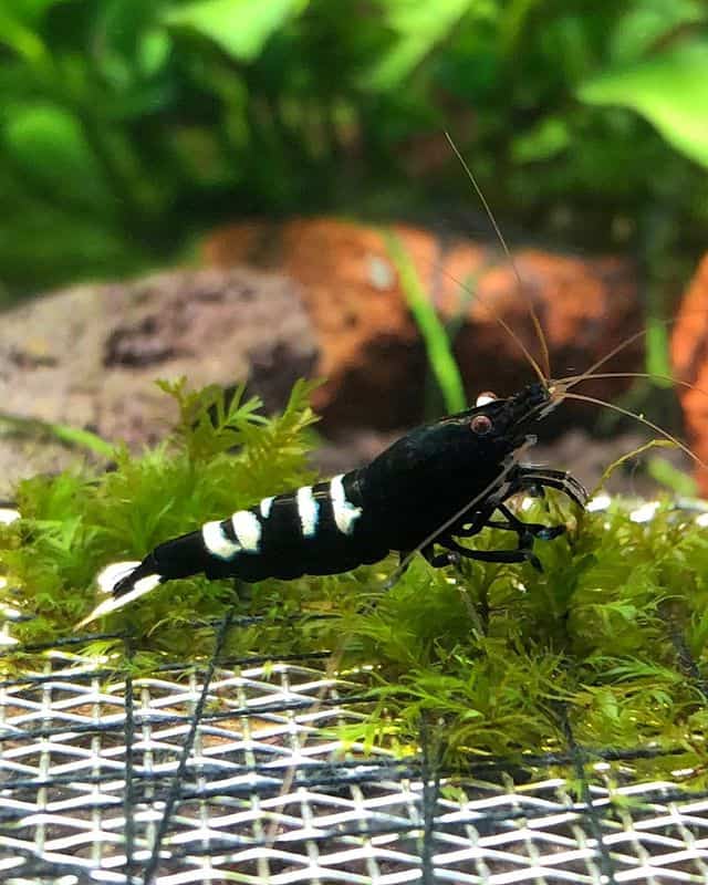 Pinto Shrimp at the top of green plants