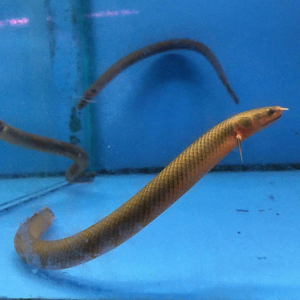 Rope Fish (Erpetoichthys calabaricus)
