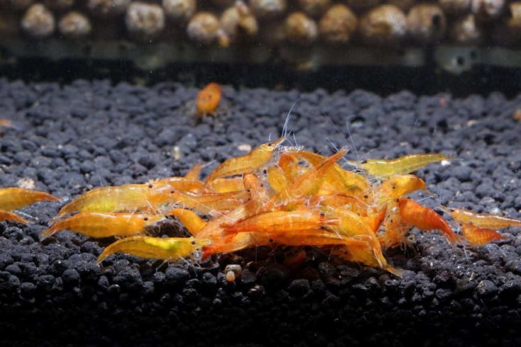 Orange Sunkist Shrimp Live Freshwater Aquarium Shrimp - 1/2 to 1 inch Long (10 Shrimp)