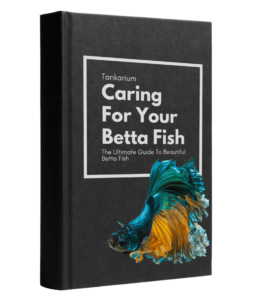 Caring for your betta fish ebook cover