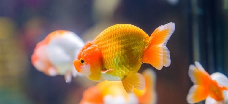 Bloated Goldfish with blurry fishes background