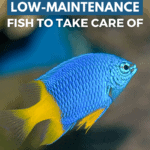 21 Easy, Low-Maintenance Fish to Take Care Of