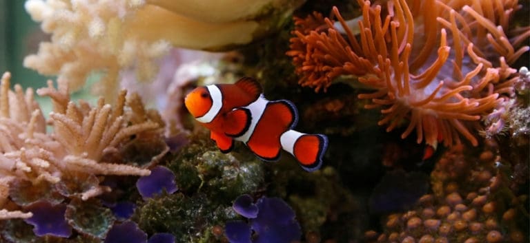 a clownfish swimming with coral reefs on the background