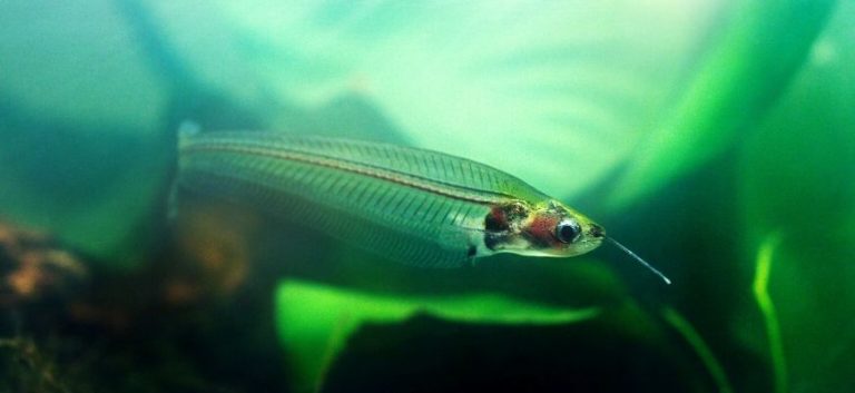 See-Through Fish in blurry green background
